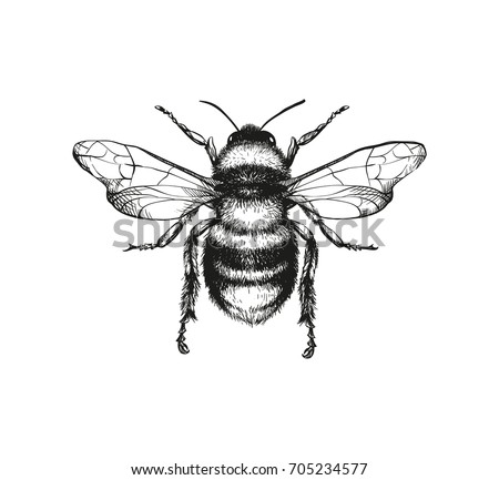 Vector engraving illustration of honey bee on white background Foto d'archivio © 