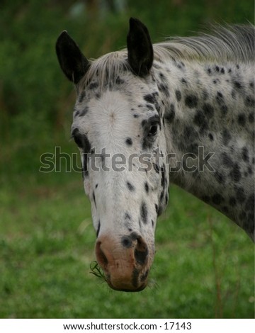 Appaloosa horses are highly prized in the West as pleasure and work horses.  They were developed by the Nez Pierce Indians of the Northern Rockies.