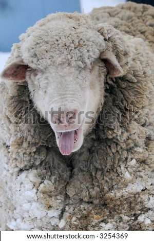 Elderly woolly sheep, covered with snow, sticks her tongue out at the camera