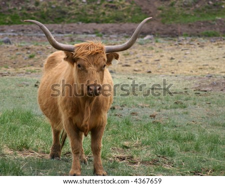 A longhorn-highland crossbred steer with long red hair