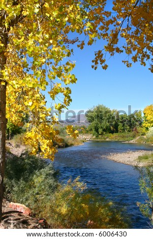 Golden autumn leaves of the cottonwood (Populus fremontii) frame the Arkansas River on a crisp September day in southern Colorado.