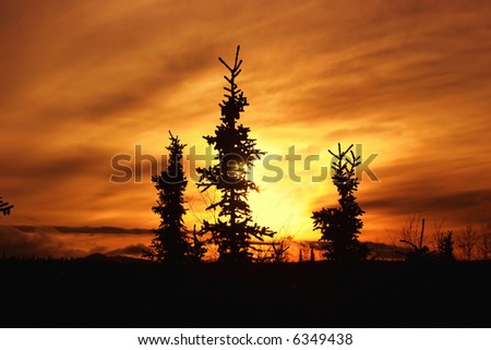 Brilliant Alaskan sunset with Sitka spruce (Picea stichensis) silhouetted in the foreground.