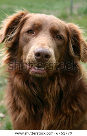 Gentle, retriever-type dog is used for therapy for adults and children in managed care.  Selected focus is on her nose.