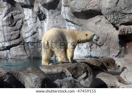 Polar bear on a rocky ledge