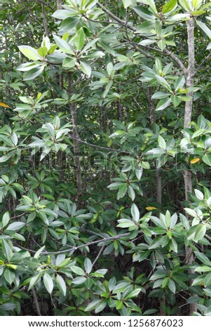 shutterstock puzzlepix salt tolerant trees