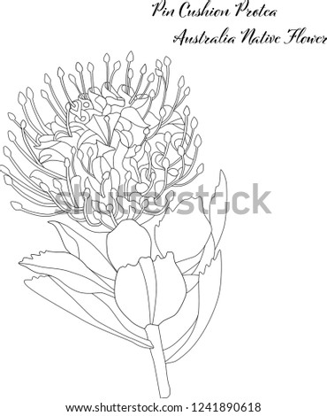 outline drawing for coloring pin cushion australia native flower vector illustration