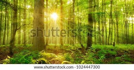 Similar – Image, Stock Photo Sun Shining Through Green Foliage In Green Park Over Fresh Grass. Summer Sunny Forest Trees. Natural Woods In Sunlight.