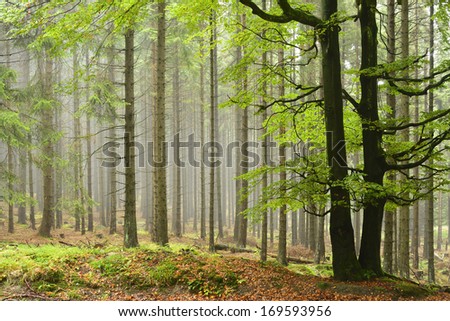 Huge Old Beech Tree against Foggy Spruce Tree Forest