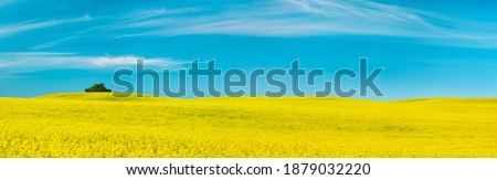 Image, Stock Photo rape blossom