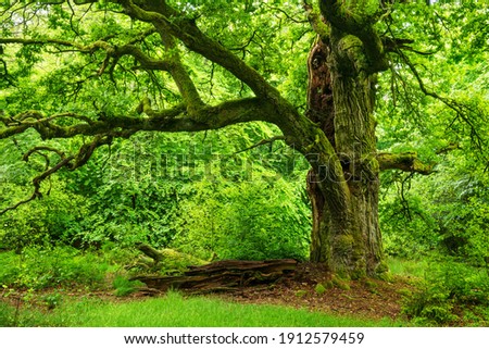 Similar – Image, Stock Photo Alte Eiche, old oak Baum