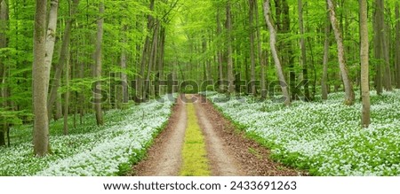 Similar – Image, Stock Photo Path through the green in spring