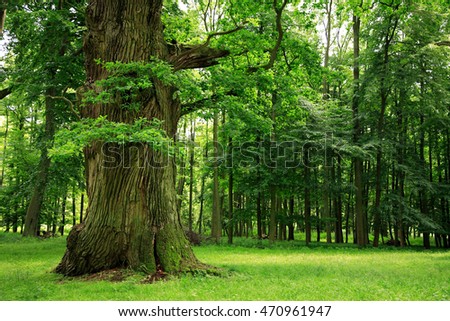 Similar – Image, Stock Photo Alte Eiche, old oak Baum