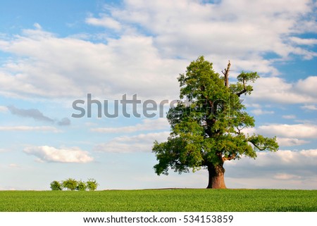 Similar – Image, Stock Photo Alte Eiche, old oak Baum