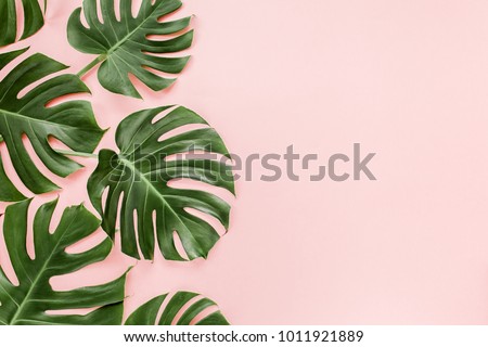 Similar – Image, Stock Photo Monstera Wallpaper