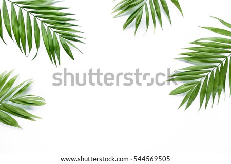 Similar – Image, Stock Photo green plant  leaves in the nature in springtime