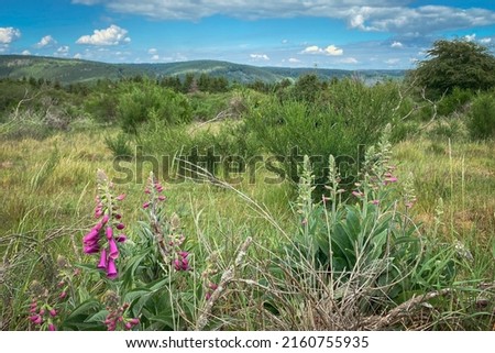 Scenic view of landscape at Nationalpark Eifel in Germany with foxglove flowers in foreground against blue sky with clouds Stock foto © 