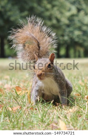 Close up of cute Grey squirrel with bushy tail on grass