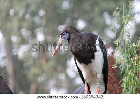 Beijing\'s rare wild birds black stork Black Stork-Ciconia nigra