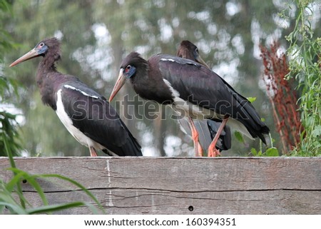 Beijing\'s rare wild birds black stork Black Stork-Ciconia nigra