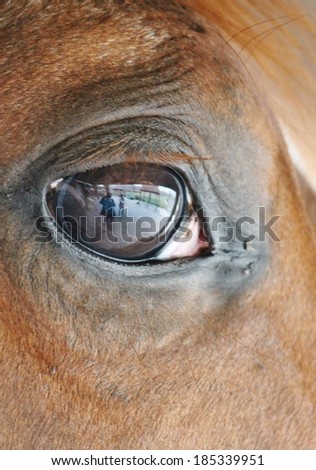 close up of a horses head eye with reflection of me, fence and the yard on eye