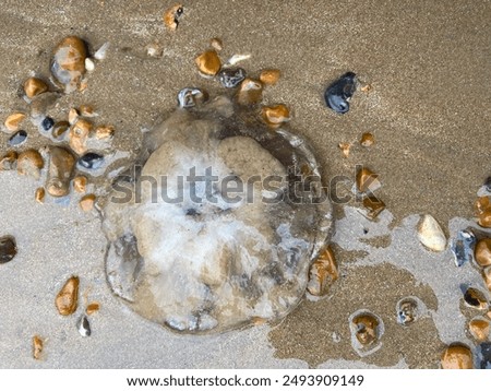 Similar – Foto Bild Eine tote, angeschwemmte  blaue Qualle und die Füße ihres Betrachters aus der Vogelperspektive auf nassem Sand