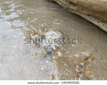 Similar – Foto Bild Eine tote, angeschwemmte  blaue Qualle und die Füße ihres Betrachters aus der Vogelperspektive auf nassem Sand