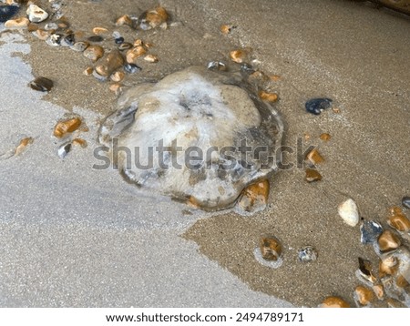 Similar – Foto Bild Eine tote, angeschwemmte  blaue Qualle und die Füße ihres Betrachters aus der Vogelperspektive auf nassem Sand