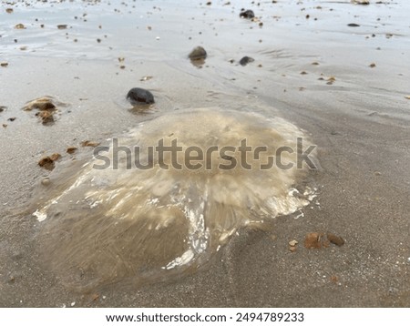 Similar – Foto Bild Eine tote, angeschwemmte  blaue Qualle und die Füße ihres Betrachters aus der Vogelperspektive auf nassem Sand