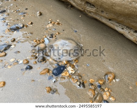 Similar – Foto Bild Eine tote, angeschwemmte  blaue Qualle und die Füße ihres Betrachters aus der Vogelperspektive auf nassem Sand