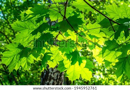 Summer green maple leaves sunlight. Green maple leaves. Maple leaves green foliage