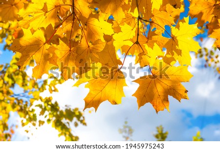 Golden autumn maple leaves view. Maple leaves in autumn. Autumn maple leaves closeup
