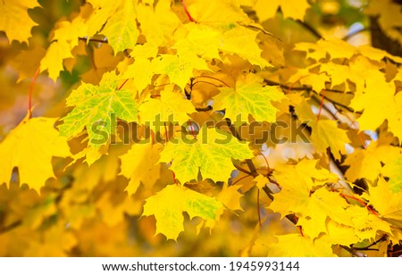 Yellow autumn maple leaves view. Maple leaves in autumn