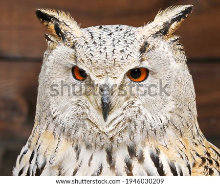 Owl portrait. Owl eyes looking