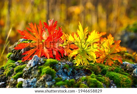 Autumn colorful nature macro scene. Colorful autumn. Autumn nature scene