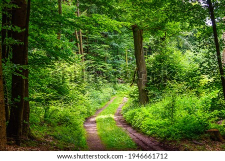 Green forest road. Road way in forest. Summer forest road view