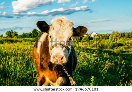 Cow calf portrait on farm pasture. Cute calf portrait. Calf portrait in nature