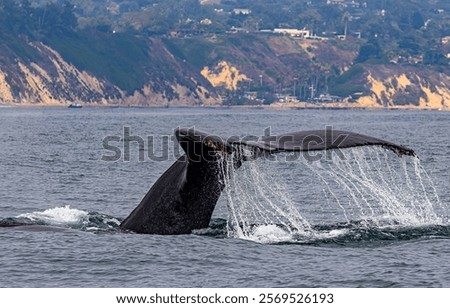 Similar – Image, Stock Photo Whale tail under water in aquarium; moody turquoise lighting