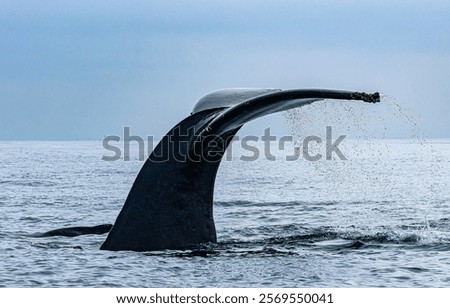 Similar – Image, Stock Photo Whale tail under water in aquarium; moody turquoise lighting