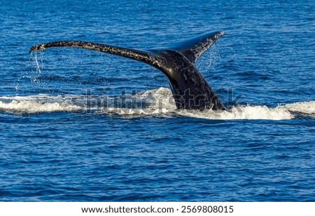 Similar – Image, Stock Photo Whale tail under water in aquarium; moody turquoise lighting