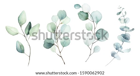 Watercolor floral illustration set - green leaf branches collection, for wedding stationary, greetings, wallpapers, fashion, background. Eucalyptus, olive, green leaves, etc.
