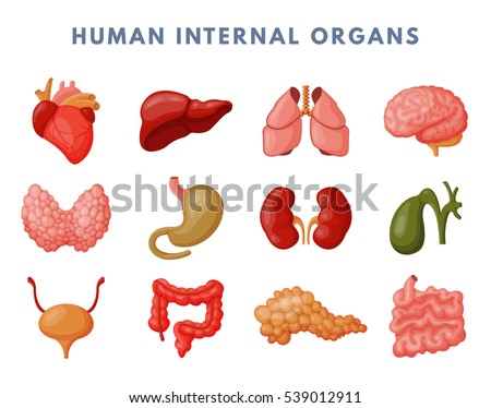 Internal organs vector anatomy.Human anatomical digestive system, liver pancreas, kidney, brain. Icon set illustration in cartoon style isolated on white background