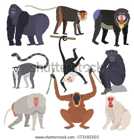 Monkey set character  rare animal different types of monkeys in wild zoo ape chimpanzee baboon gibbon gorilla monkeyshines vector isolated on white illustration.