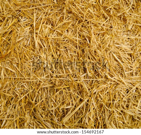 rice straw in the field