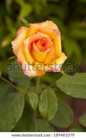 the tenderness  rose in the gardener