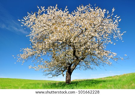 Blooming cherry tree in the national park Sumava - Czech Republic