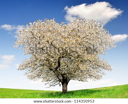Blooming cherry tree in the national park Sumava - Czech Republic