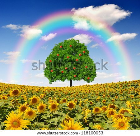 rainbow above the sunflower field with apple  tree