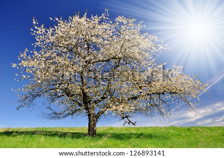 Blooming cherry tree