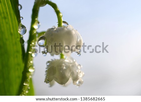 Blossoming Lilly
