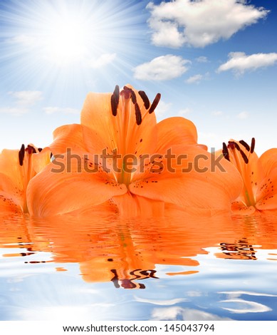 floral background with orange lily